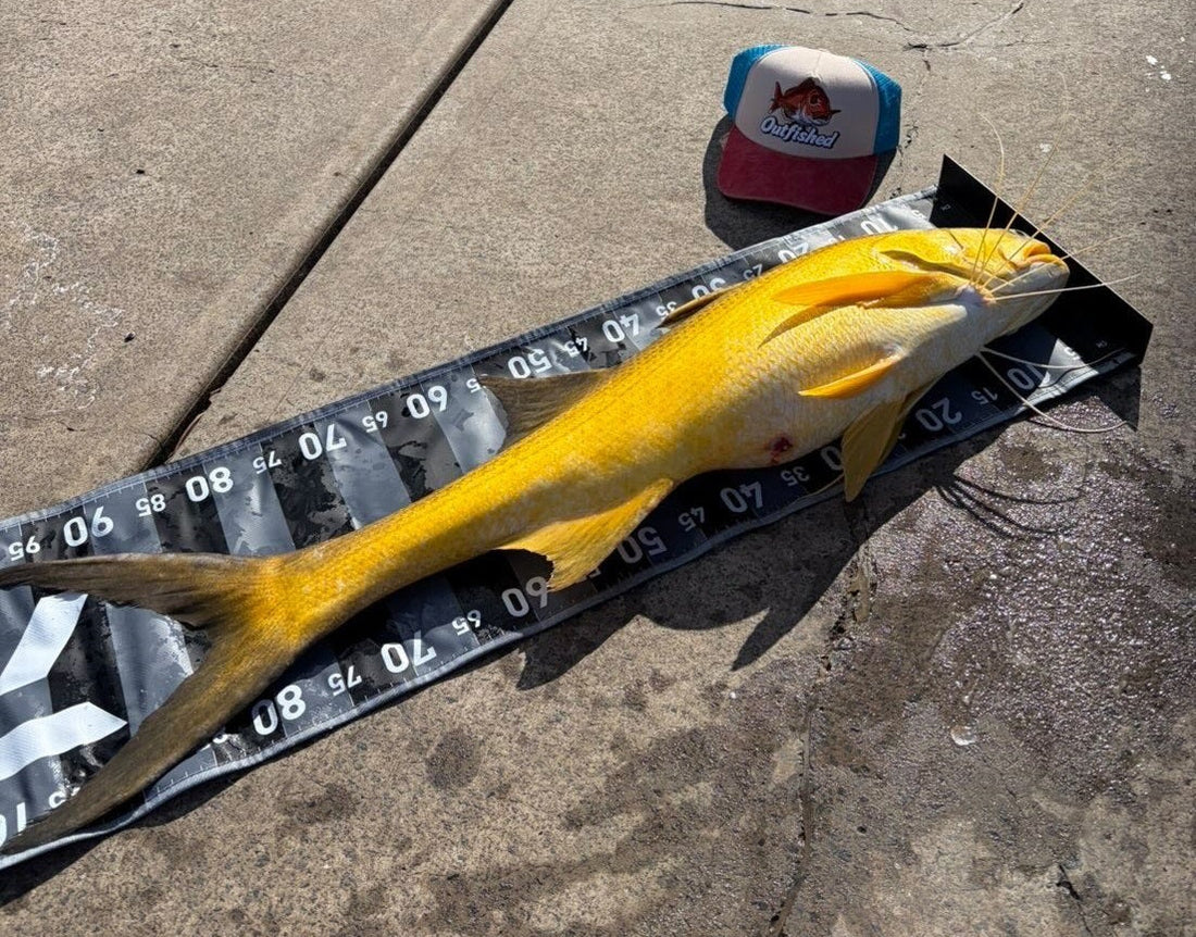 Brisbane River Threadfin Salmon