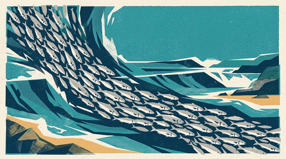 Graphic illustration of a school of Australian salmon sweeping through a surf gutter