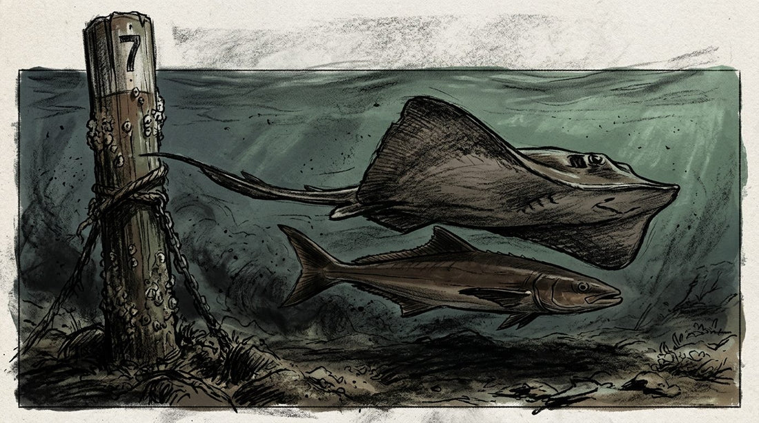 Charcoal illustration of a cobia shadowing a stingray near a channel marker