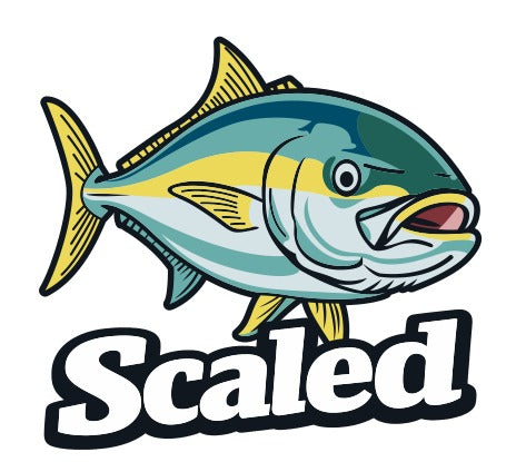 The Kingy - Yellowtail Kingfish